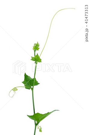 Fresh Green Ivy Gourd on White Background 41473313
