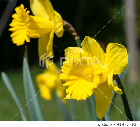 Daffodil, Narcissus pseudonarcissus 41473793