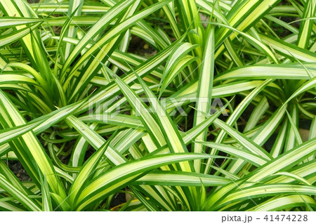 Decoration Chlorophytum Comosum Plants in The Gard 41474228