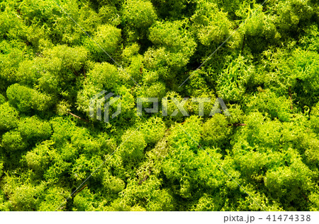 Green moss wall, top view texture Green moss wall, top view texture 41474338
