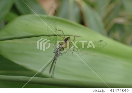 ササグモの捕食 41474340
