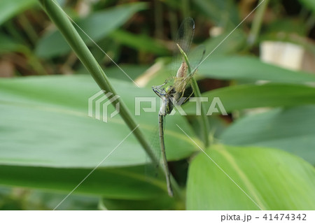 ササグモの捕食 41474342