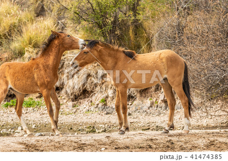 Wild Horses Sparring in the Arizona Desert 41474385