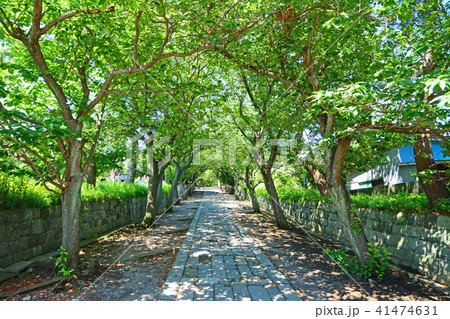 神奈川県藤沢市西富　時宗総本山遊行寺 41474631