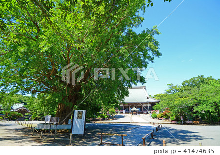 神奈川県藤沢市西富　時宗総本山遊行寺 41474635