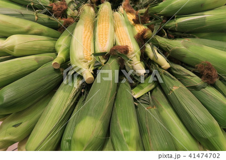 とうもろこし 41474702
