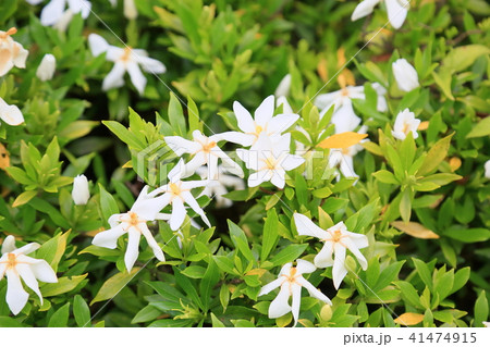 コクチナシの花 コクチナシの花 41474915
