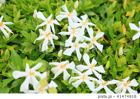 コクチナシの花 コクチナシの花 41474916