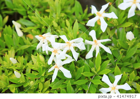 コクチナシの花 41474917