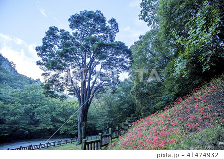 風景 全北 高敞 41474932