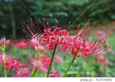 コトムルト ブルガプサ ヒガンバナ科 41474990