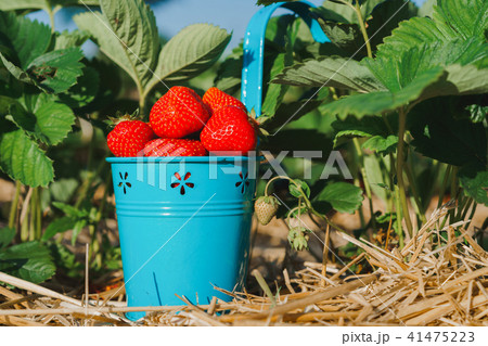 Blue bucket full of fresh pick juicy strawberries. Strawberry field on sunny day. Green leaves in 41475223