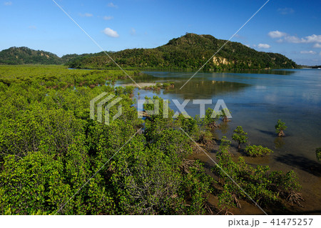 沖縄県八重山郡　西表島　浦内川 41475257