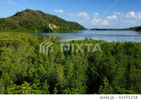 沖縄県八重山郡　西表島　浦内川 41475258