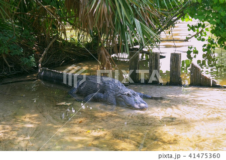 American Alligator - Alligator mississippiensis. 41475360