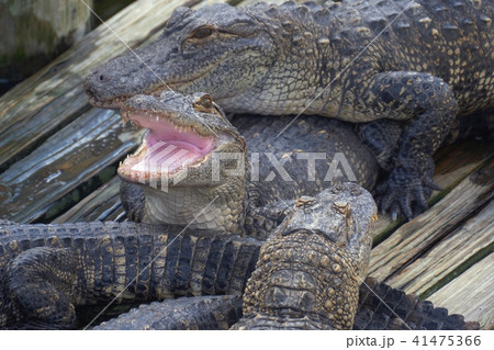 Alligator with mouth open. 41475366