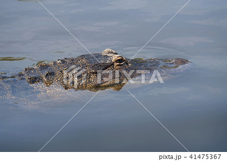 Single crocodile floating in water. 41475367