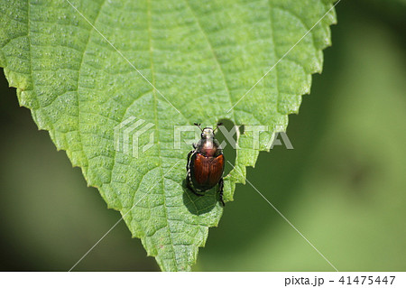 マメコガネ 41475447