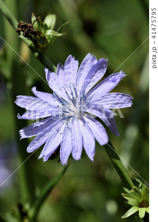 キクニガナ 41475795