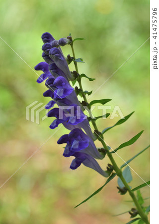 コガネバナ 41475796