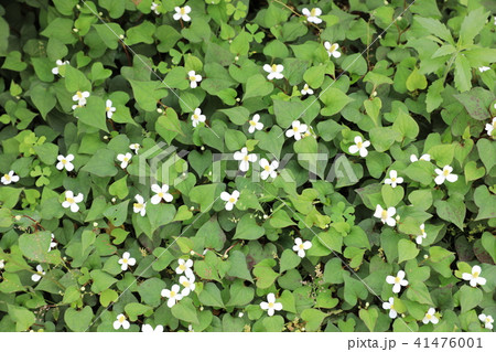 ドクダミ 41476001