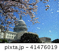 Washington Capitol the rain of cherry blossoms 41476019