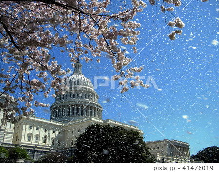 Washington Capitol the rain of cherry blossoms Washington Capitol the rain of cherry blossoms 41476019