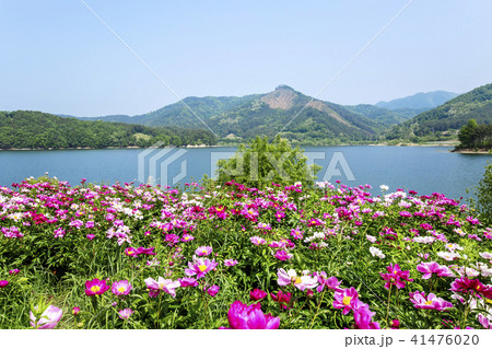 大清湖 湖 湖畔 41476020