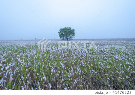 風景 木 京畿道 41476222
