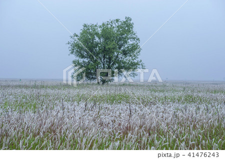 風景 木 京畿道 41476243
