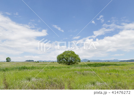 風景 木 京畿道 41476272