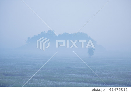 風景 霧 京畿道 41476312