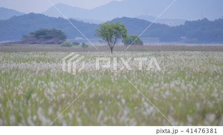 風景 木 京畿道 41476381