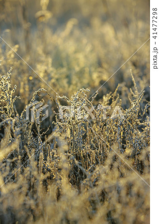 霜 京畿道 キョンギド 41477298