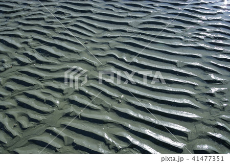 干潟 仁川 インチョン 41477351