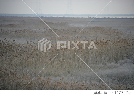 風景 葦 京畿道 41477379