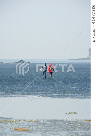 海 干潟 仁川 41477386