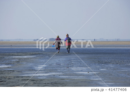 干潟 仁川 インチョン 41477406