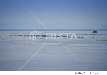 始華湖 風景 湖 41477588