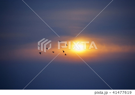 鳥 空 京畿道 41477619