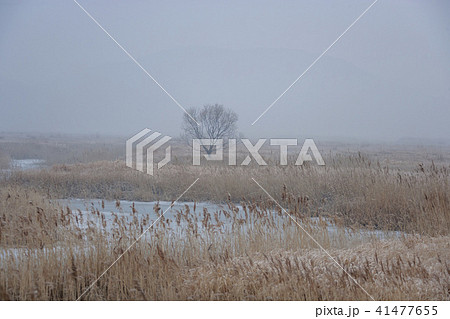 風景 葦 霧 41477655