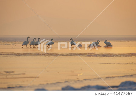 湖 白鳥 京畿道 41477667