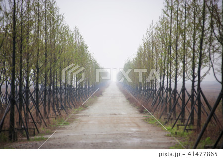 風景 道 京畿道 41477865