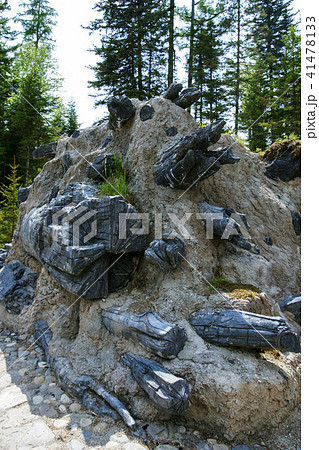 木炭化石（木化石）‼️とても珍しい‼️