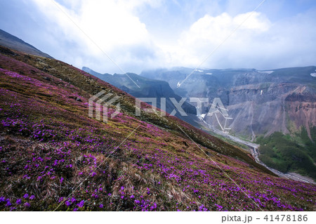 風景 山 花 41478186