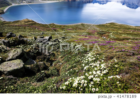 風景 花 海外 41478189
