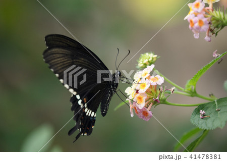 アゲハチョウ 41478381