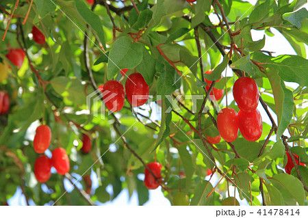 ビックリグミの実 41478414