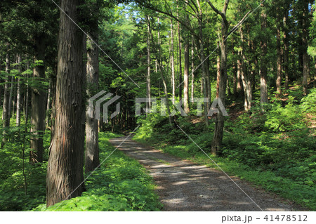 千国街道 佐野坂峠の道 千国街道 佐野坂峠の道 41478512