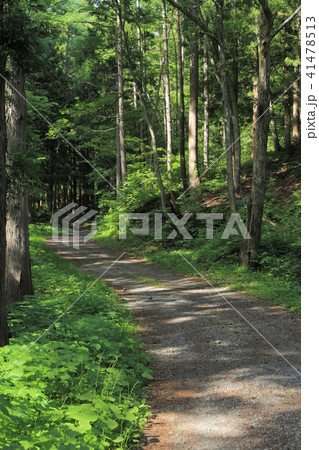 千国街道 佐野坂峠の道 千国街道 佐野坂峠の道 41478513